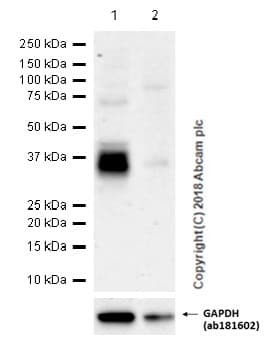 Dkk1 Antibody Epr4759 Ab109416  Western Blot Img59437