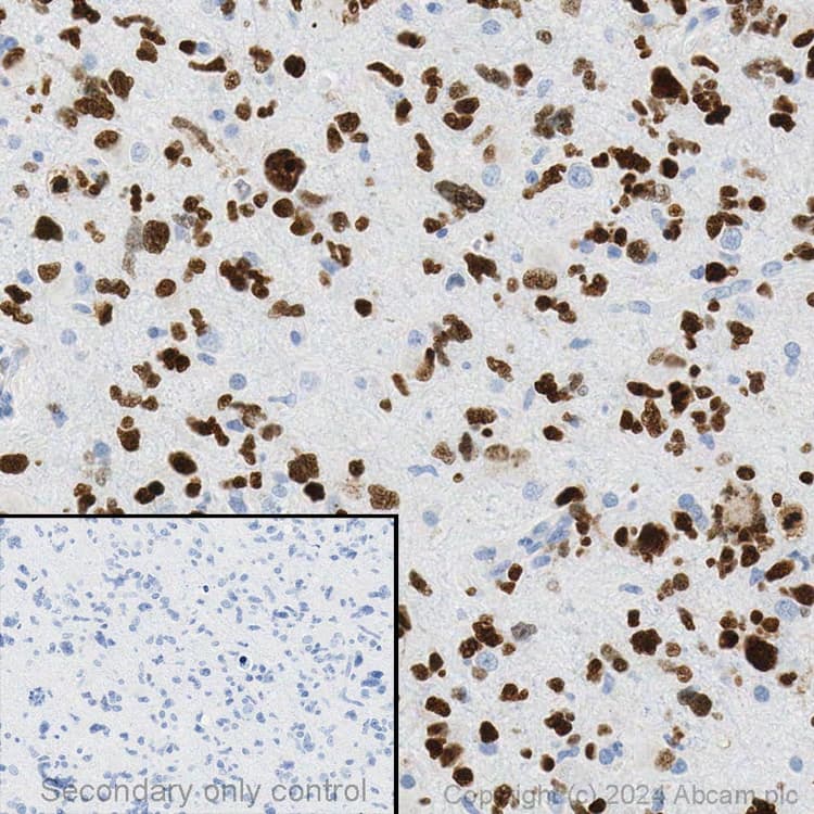 Anti-SOX2 antibody [EPR3131](AB92494)