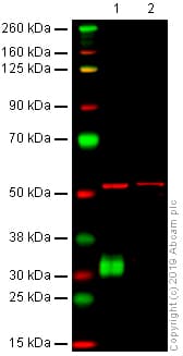 Anti-CD8 alpha antibody [OX-8](AB33786)