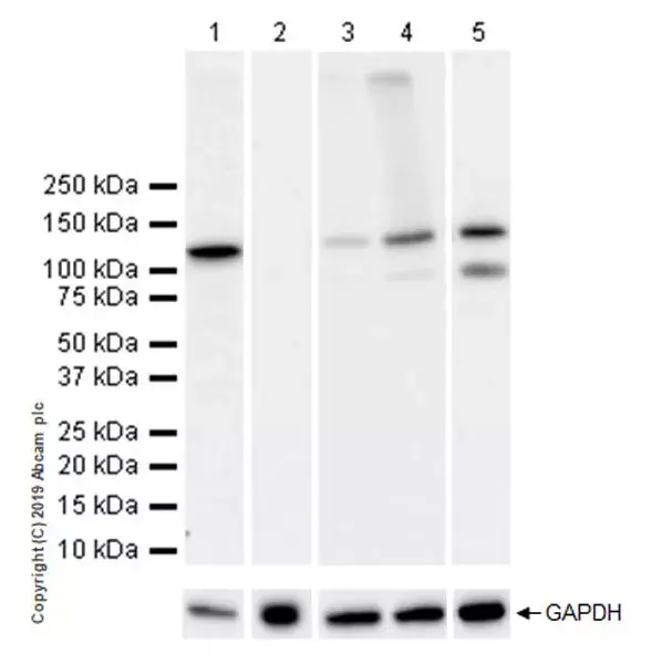 Anti-NLRP3 antibody [EPR23094-1](AB263899)