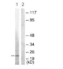 Anti-Syndecan 4 antibody(AB74139)