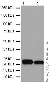 Rhoa Rhoc Antibody Epr18133 Ab187026  Western Blot Img162160
