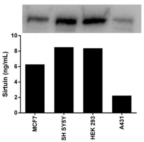 Human SIRT1 ELISA Kit(AB171573)