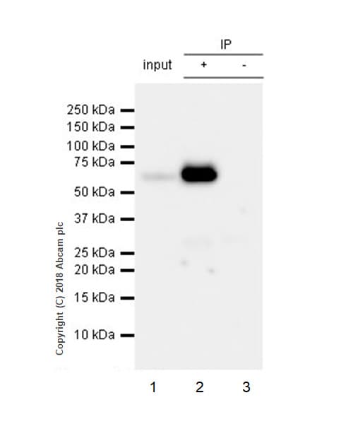 Anti-Tau (phospho T181) antibody [EPR22064](AB223192)