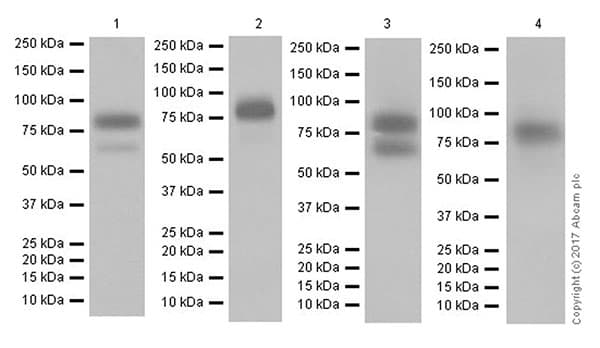 Anti-CD44 antibody [EPR18668](AB189524)