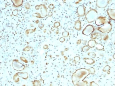 Anti-STAT6 antibody [STAT6/2410] - BSA and Azide free(AB237910)