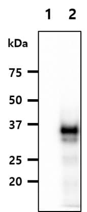 Anti-Wnt3a antibody [3A6](AB81614)