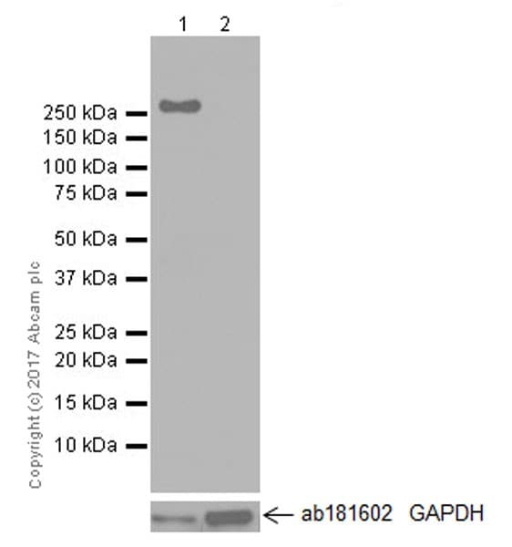 Anti-Tenascin C antibody [EPR4219](AB108930)