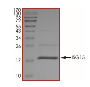 Recombinant Human ISG15 protein (His tag)(AB268685)