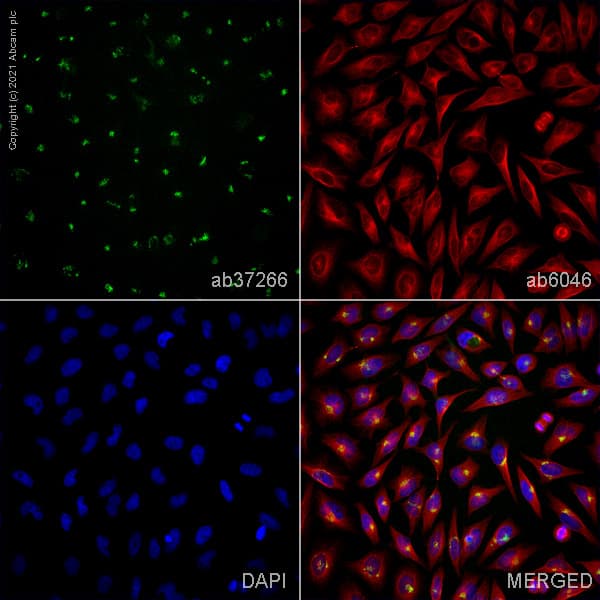 Anti-Giantin antibody [9B6] - Golgi Marker(AB37266)