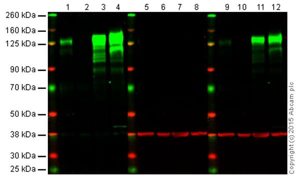 Anti-Integrin beta 1 antibody [EPR1040Y] - BSA and Azide free(AB271909)