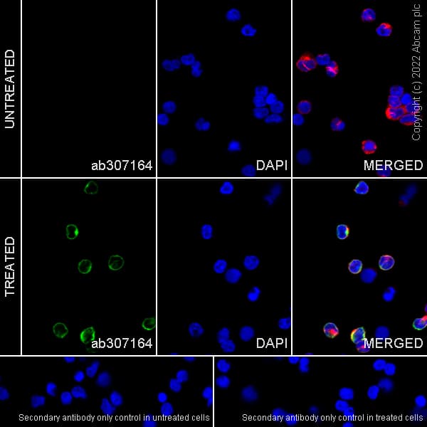 Anti-TNF alpha antibody [RM1005](AB307164)