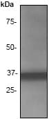 Anti-Cyclin D1 antibody [SP4](AB16663)