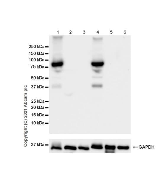 Anti-STAT4 antibody [EPR25128-48](AB284408)
