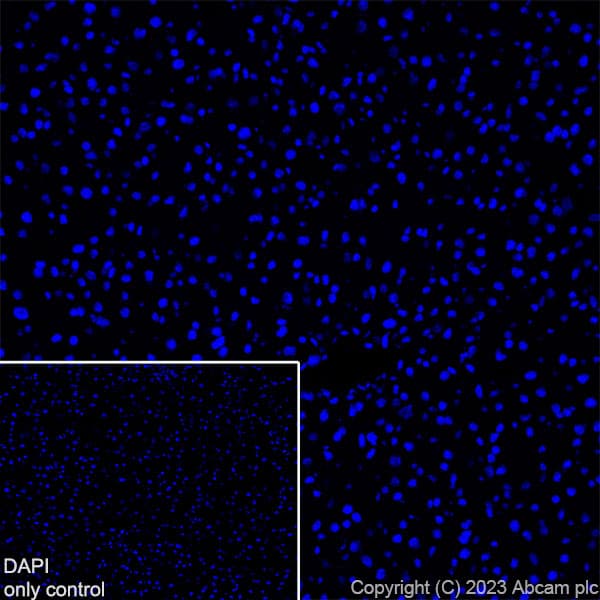 Alexa Fluor® 647 Anti-Myosin (MYH 1/2) antibody [A4.1025](AB315963)
