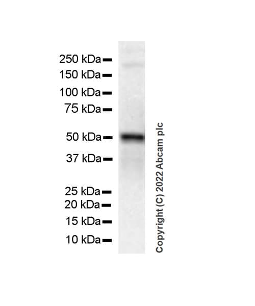 Np I Antibody Epr25683 17 Ab300404  Western Blot Img400472