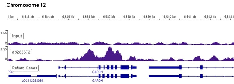 Anti-Histone H3 (tri methyl K36) antibody [EPR23525-232] - ChIP Grade(AB282572)