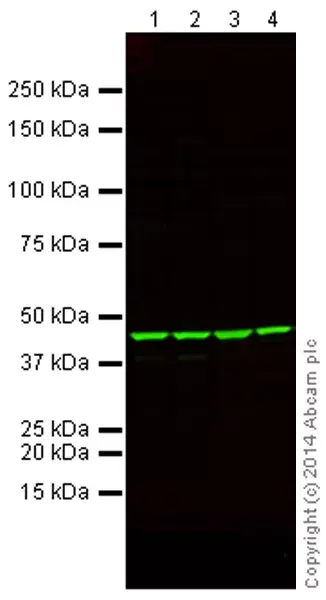 Anti-beta Actin antibody(AB8227)