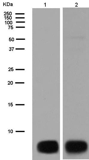 Anti-ATP5G1/G2/G3 antibody [EPR13908](AB180149)