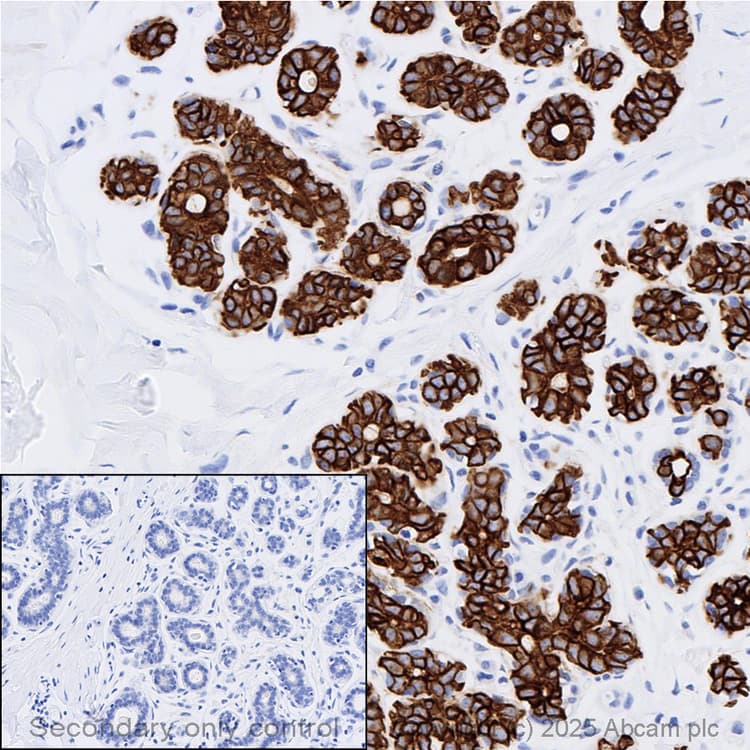 Anti-Cytokeratin 7 antibody [EPR17078] - Cytoskeleton Marker(AB181598)