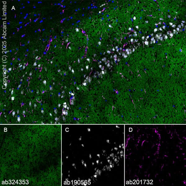Alexa Fluor® 647 Anti-NeuN antibody [EPR12763] - Neuronal Marker(AB190565)