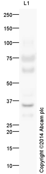 Goat Anti-Rabbit IgG H&L (HRP)(AB97051)