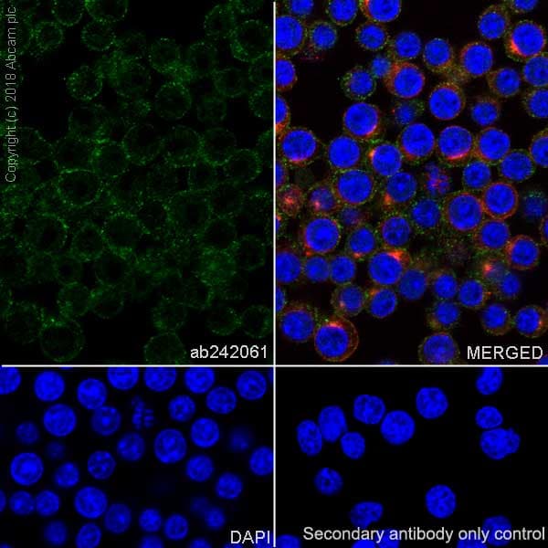 Anti-Proteasome 20S LMP2 antibody [EPR22042](AB242061)