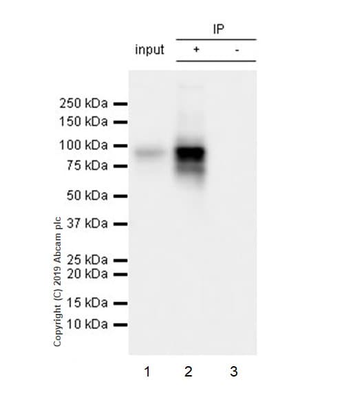 Anti-O-Linked N-Acetylglucosamine antibody [EPR19847](AB202665)
