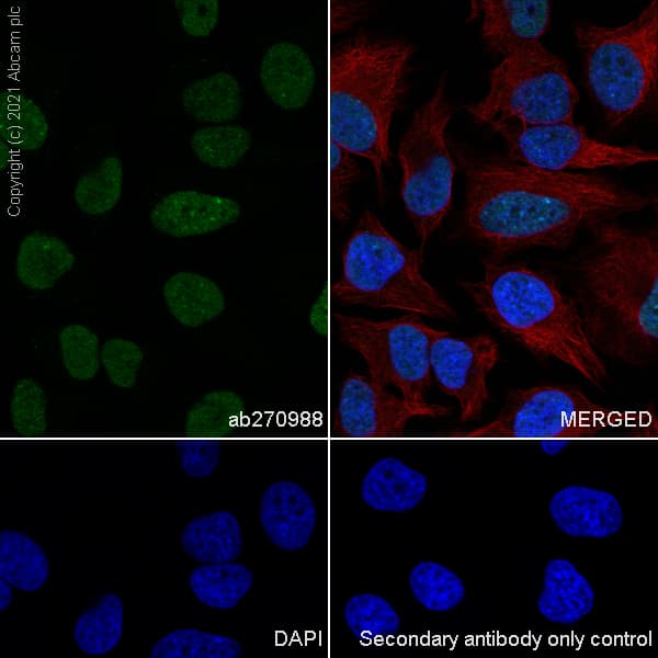Anti-CBX1 / HP1 beta antibody [EPR24242-78](AB270988)