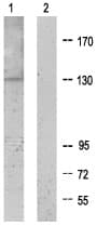 Anti-XPG antibody(ab64931)