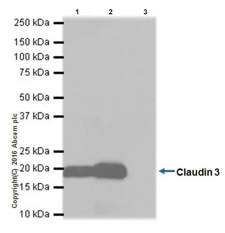 Anti-Claudin 3 antibody [EPR19971](AB214487)