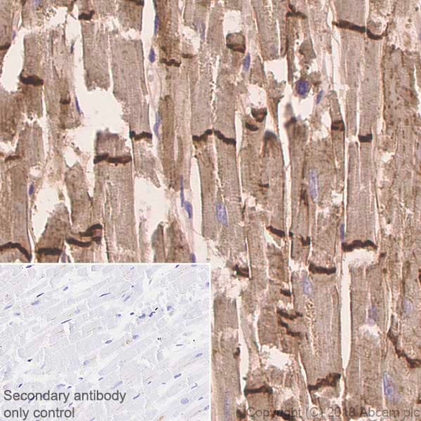 Anti-N Cadherin antibody [EPR1791-4](AB76011)