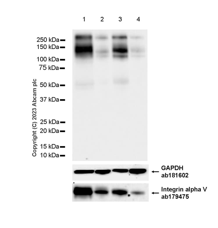 Anti-Integrin alpha V antibody [EPR16800](AB179475)
