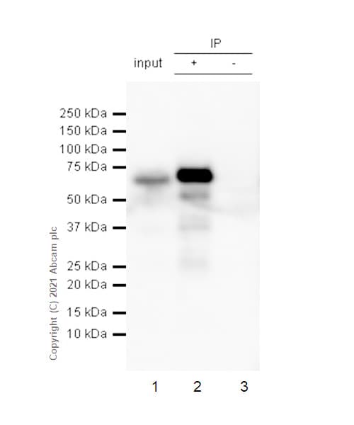 Anti-alpha 1 Fetoprotein antibody [RM1011] - BSA and Azide free(AB284396)