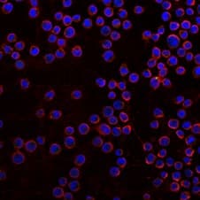 Anti-HLA Class I antibody [W6/32] - BSA and Azide free(AB23755)