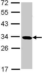 Sld5 Antibody Ab101346  Western Blot Img131223