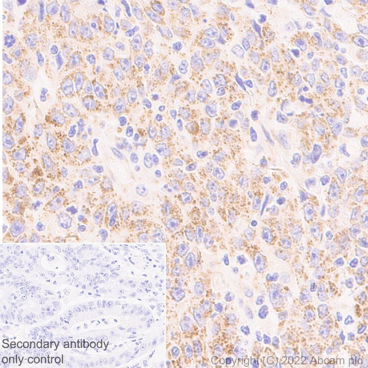 Anti-METTL15 antibody [EPR25213-46] - BSA and Azide free(AB307820)