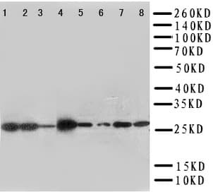 Anti-LASP1 antibody - N-terminal(AB191022)