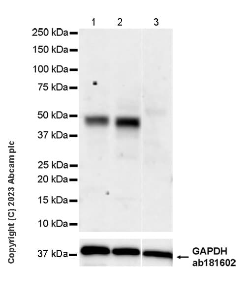 Anti-MATH2/NEUROD6 antibody [EPR28660-23](AB315812)