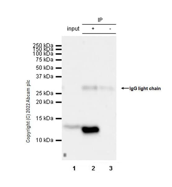 VeriBlot for IP Detection Reagent (HRP)(AB131366)
