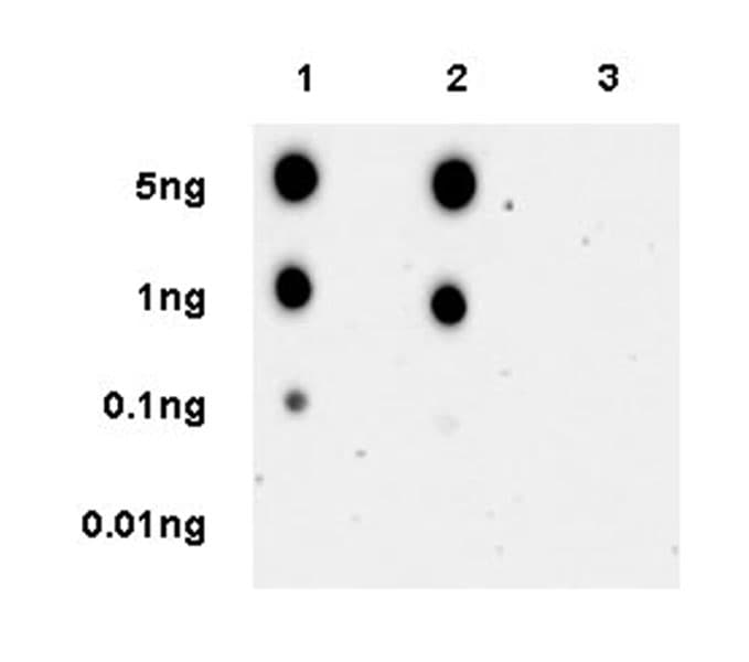 Anti-PYGL (phospho S15) antibody [EPR20881-72] - BSA and Azide free(ab256553)