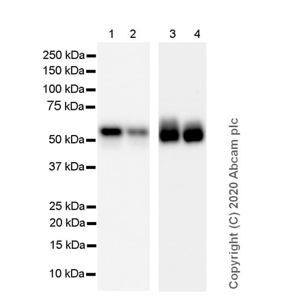 Anti-mouse IgG for IP (HRP)(AB131368)