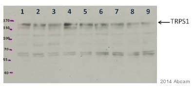 Anti-TRPS1 antibody(AB125197)