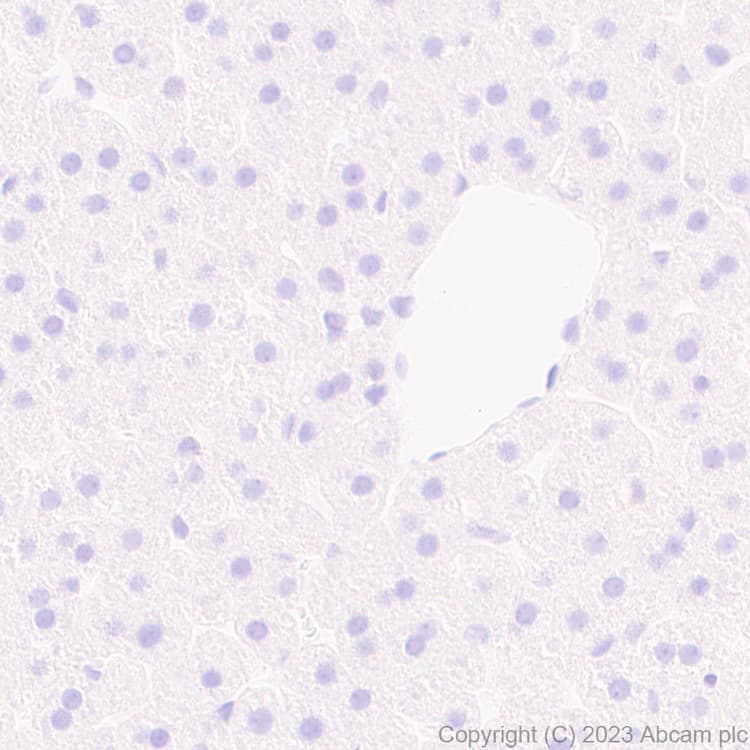 Anti-Aldose reductase antibody [EPR28780-7] - BSA and Azide free(AB316017)