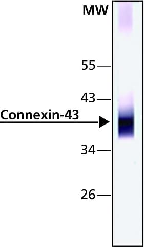 Anti-Connexin 43 / GJA1 antibody - Intercellular Junction Marker(AB11370)