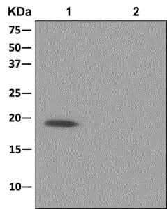 Anti-DR1 antibody [EPR13122](AB180164)