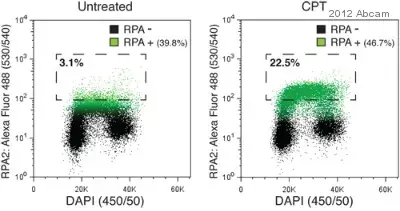 Anti-RPA32/RPA2 antibody [9H8](AB2175)
