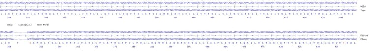 Human abCC1 (MRP1) knockout A549 cell line(ab261871)