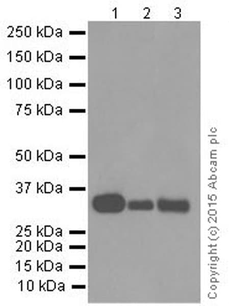 Anti-HLA-DR antibody [EPR3692](AB92511)
