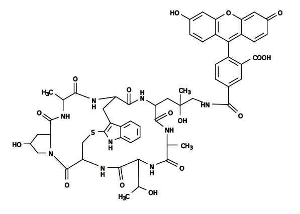 Phalloidin FITC Reagent(AB235137)